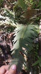 Pleopeltis sanctae-rosae