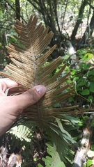 Pleopeltis sanctae-rosae