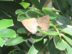 Arhopala micale amytis
