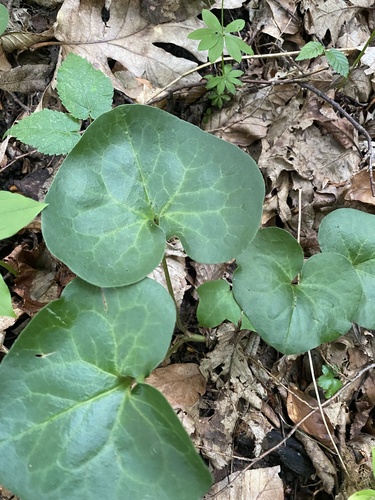 Image of Asarum caucasicum by (c) Илья Руденко, some rights reserved (CC BY)