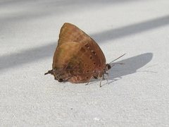 Arhopala micale amytis