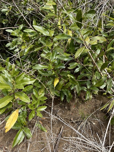 Image of Caldcluvia paniculata by (c) nitsuga74, some rights reserved (CC BY)