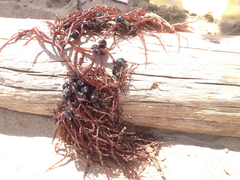 Gracilaria