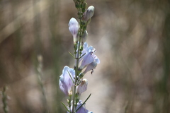 Penstemon comarrhenus