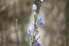 Penstemon comarrhenus