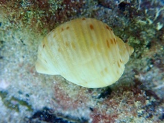 Tonna tankervillii