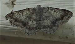 Digrammia ocellinata