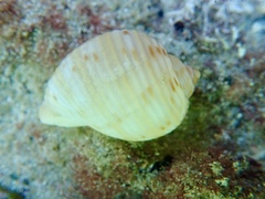 Tonna tankervillii