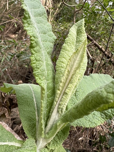 Acrisione cymosa, photograph 6