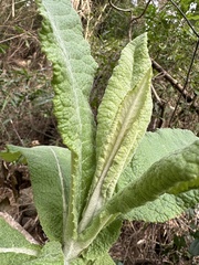 Acrisione cymosa, photograph nitsuga74, CC BY, iNaturalist via GBIF