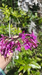 Epidendrum myrianthum