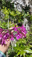 Epidendrum myrianthum