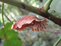 Pachliopta polydorus