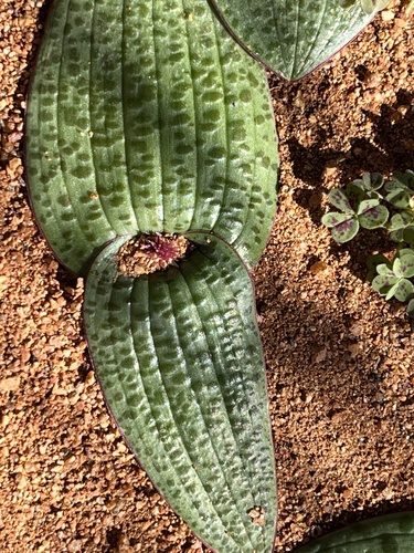 Lachenalia carnosa