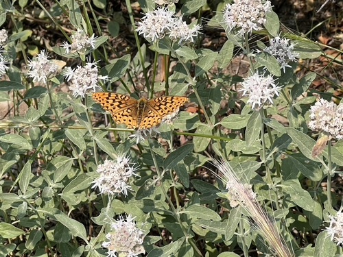 Great Basin Fritillary photo 4
