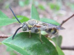 Radumeris radula