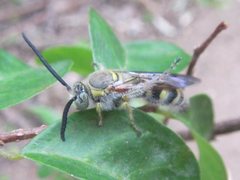 Radumeris radula