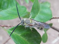 Radumeris radula