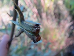 Lophyrotoma interrupta