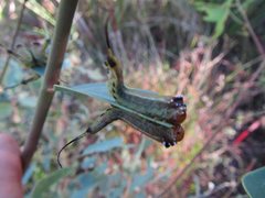 Lophyrotoma interrupta