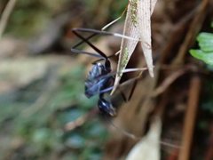 Leptomyrmex unicolor