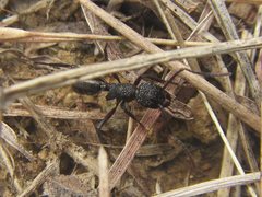 Rhytidoponera convexa