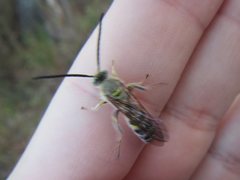 Radumeris radula