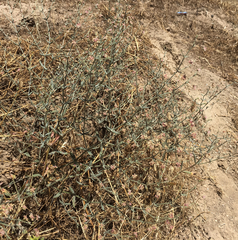 Eriogonum gracillimum