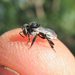 Tetragonula - Photo (c) Matthew Connors,  זכויות יוצרים חלקיות (CC BY-NC-SA), uploaded by Matthew Connors
