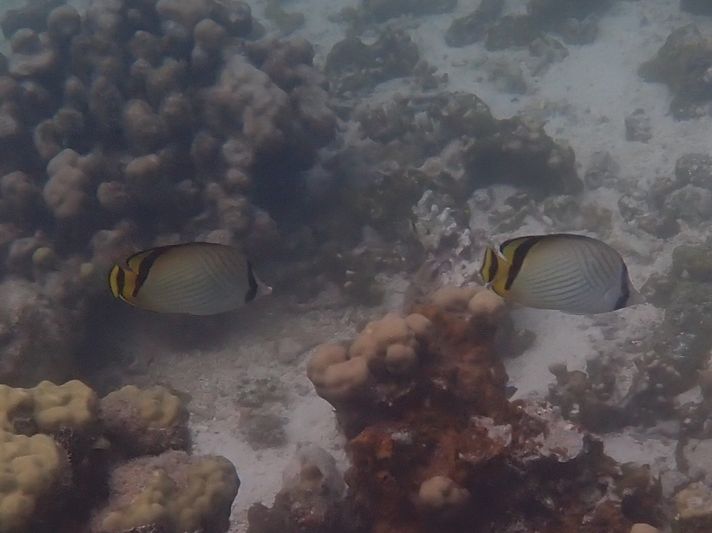 Vagabond butterflyfish