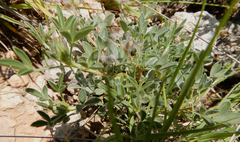 Dalea jamesii