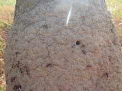 Iridomyrmex sanguineus