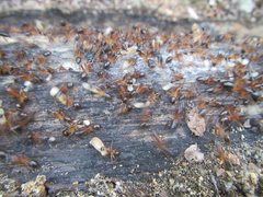 Camponotus nigriceps