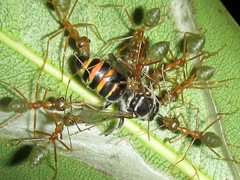 Nomia rubroviridis