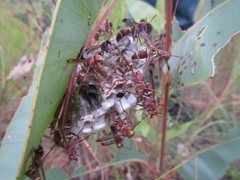 Polistes stigma townsvillensis