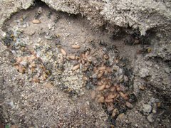 Polyrhachis trapezoidea