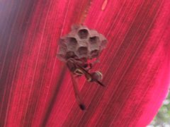 Polistes stigma townsvillensis