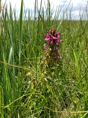 Pedicularis crenulata