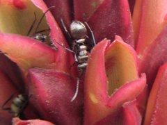 Polyrhachis cupreata