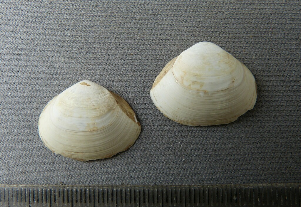 Panamicorbula