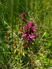 Pedicularis crenulata