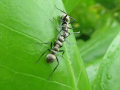 Polyrhachis cupreata