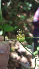 Passiflora allantophylla