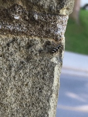 Salticus scenicus