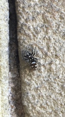 Salticus scenicus