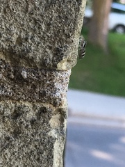 Salticus scenicus