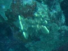 Millepora platyphylla