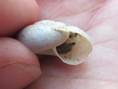 Briansmithia ptychomphala