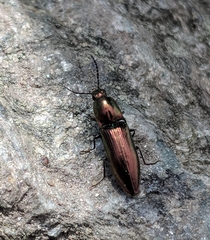 Nitidolimonius resplendens