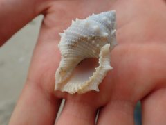 Bufonaria rana